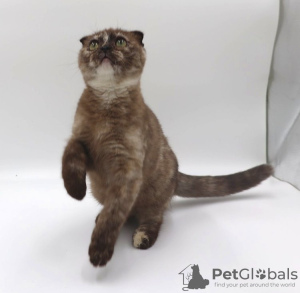 Photo №1. scottish fold - for sale in the city of Lommel | Is free | Announcement № 127679