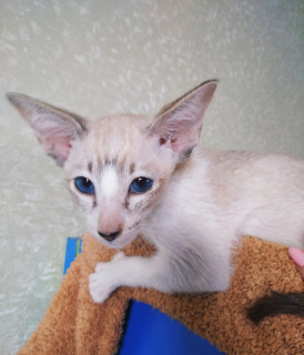 Photo №2 to announcement № 6286 for the sale of seychelles cat - buy in Russian Federation from nursery