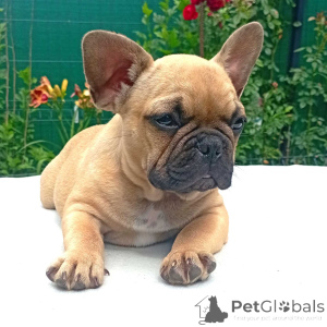 Photo №3. Französische Bulldoggenwelpen zu vermitteln.. Germany