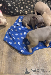 Photo №1. french bulldog - for sale in the city of Elva | 413$ | Announcement № 171787
