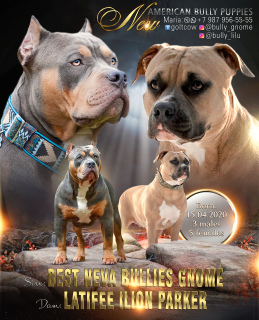 Photo №1. american bully - for sale in the city of Москва | negotiated | Announcement № 6894
