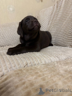 Photo №2 to announcement № 137942 for the sale of labrador retriever - buy in Russian Federation private announcement