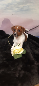 Photo №4. I will sell jack russell terrier in the city of Kirov. breeder - price - Negotiated