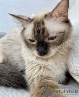 Photo №1. siamese cat - for sale in the city of Munich | 475$ | Announcement № 105191