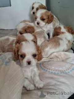 Photo №1. cavalier king charles spaniel - for sale in the city of Brussels | 723$ | Announcement № 165241