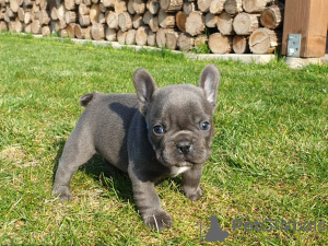 Photo №1. french bulldog - for sale in the city of Bremen | 317$ | Announcement № 70896