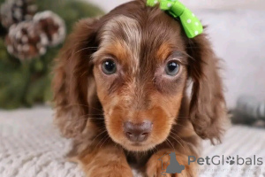 Photo №1. dachshund - for sale in the city of Berlin | 568$ | Announcement № 164803