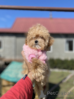 Photo №4. I will sell maltipu in the city of Krivoy Rog. private announcement - price - 800$