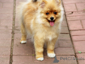Photo №2 to announcement № 143458 for the sale of pomeranian - buy in Russian Federation from nursery