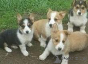 Photo №1. welsh corgi - for sale in the city of Berlin | 250$ | Announcement № 156407