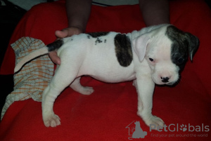 Photo №1. non-pedigree dogs - for sale in the city of Duisburg | Is free | Announcement № 123637