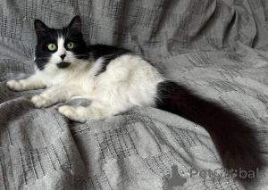 Photo №4. I will sell  in the city of Minsk.  - price - Is free