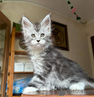 Photo №3. Kocięta rasy Maine Coon dostępne na sprzedaż. Poland