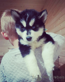 Additional photos: Siberian Husky puppies for sale.