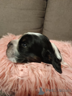 Photo №2 to announcement № 135459 for the sale of english cocker spaniel - buy in Poland private announcement, breeder