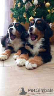 Additional photos: Bernese Mountain Dog