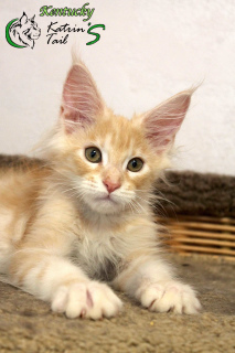 Photo №4. I will sell maine coon in the city of St. Petersburg. private announcement, from nursery, breeder - price - 645$