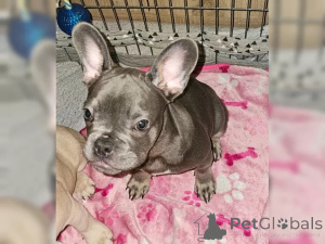 Photo №2 to announcement № 137199 for the sale of french bulldog - buy in Switzerland 