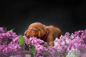 Photo №2 to announcement № 51189 for the sale of vizsla - buy in Poland breeder