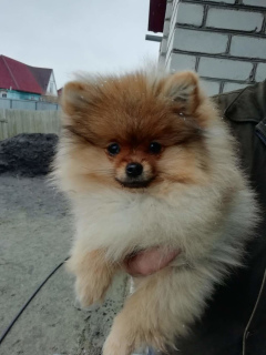Photo №2 to announcement № 1491 for the sale of german spitz - buy in Russian Federation breeder