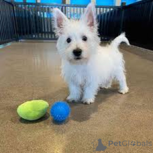 Photo №3. West Highland White Terrier Puppies. Germany
