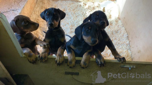 Photo №1. dobermann - for sale in the city of Goslar | negotiated | Announcement № 13094