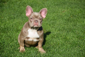 Photo №1. french bulldog - for sale in the city of Minden | 2242$ | Announcement № 1573