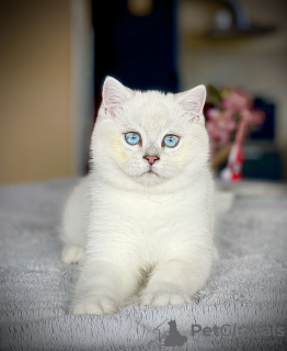 Photo №1. british shorthair - for sale in the city of Varna | 528$ | Announcement № 43786