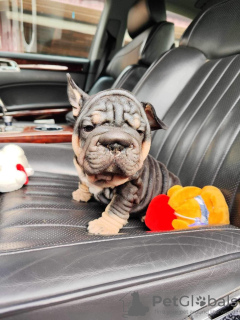 Photo №1. french bulldog - for sale in the city of Rochester | 400$ | Announcement № 99285
