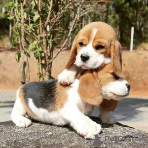 Photo №1. beagle - for sale in the city of Штутгарт | 350$ | Announcement № 117635