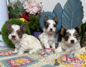 Photo №2 to announcement № 164796 for the sale of yorkshire terrier - buy in Germany private announcement, from the shelter