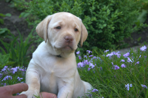Photo №4. I will sell labrador retriever in the city of Vinnitsa. private announcement - price - 376$