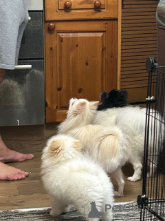 Photo №1. pomeranian - for sale in the city of Bern | 516$ | Announcement № 162597