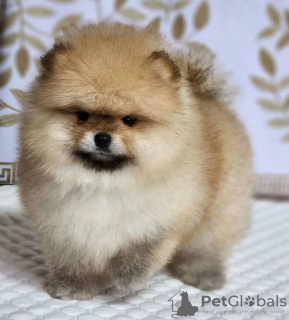 Photo №1. pomeranian - for sale in the city of Москва | negotiated | Announcement № 86528