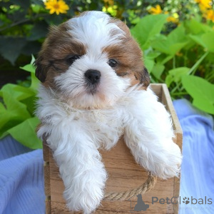 Photo №1. shih tzu - for sale in the city of Alsdorf | 282$ | Announcement № 151395