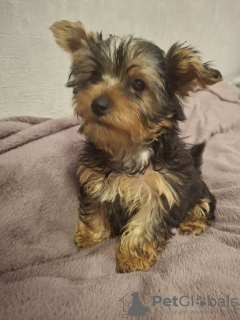 Additional photos: Yorkie puppy.