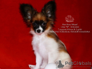 Photo №1. papillon dog - for sale in the city of Saratov | negotiated | Announcement № 39355