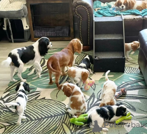 Photo №1. cavalier king charles spaniel - for sale in the city of Ischia | negotiated | Announcement № 157930