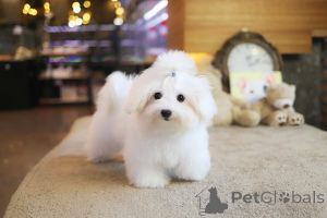 Photo №2 to announcement № 152628 for the sale of maltese dog - buy in United States breeder
