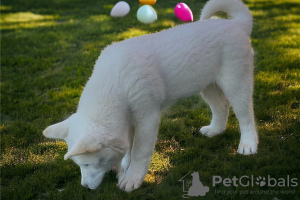 Photo №1. akita - for sale in the city of Texas City | Is free | Announcement № 110090