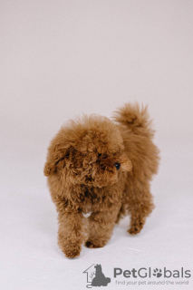 Photo №3. Toy Poodle Red Brown. Czech Republic