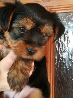 Photo №1. yorkshire terrier - for sale in the city of Minsk | 106$ | Announcement № 6028
