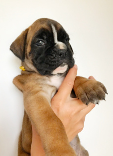 Photo №2 to announcement № 7018 for the sale of boxer - buy in Ukraine from nursery, breeder