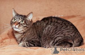 Photo №4. I will sell  in the city of Москва. private announcement - price - Is free