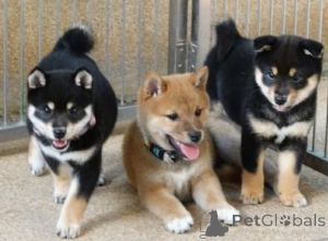 Photo №1. shiba inu - for sale in the city of Berlin | negotiated | Announcement № 175279