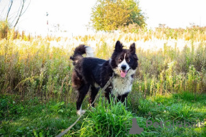 Photo №3. The adaptive, smart and sociable puppy Vasilisa is looking for a home.. Russian Federation