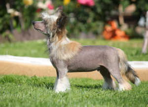 Photo №3. Chinese Crested Puppy. Russian Federation