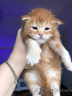 Photo №1. maine coon - for sale in the city of Штутгарт | 423$ | Announcement № 121759