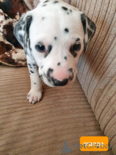 Photo №4. I will sell dalmatian dog in the city of Cortrack. private announcement, breeder - price - 1032$