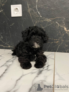 Photo №4. I will sell maltipu, poodle (toy) in the city of Austin. breeder - price - 800$